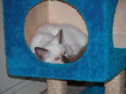 kittens - 071007 36